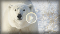 GW NN Elephant Polar Bear