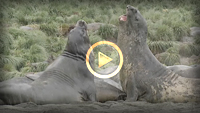 GW NN Elephant Seal Thumb